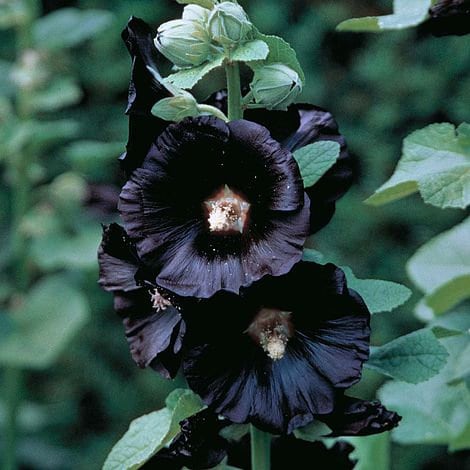 Hollyhock Nigra seeds