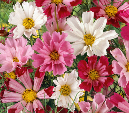 Cosmos Seashells Mix seeds