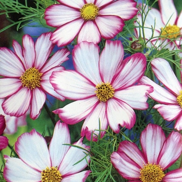 50 Cosmos Candy Stripe seeds