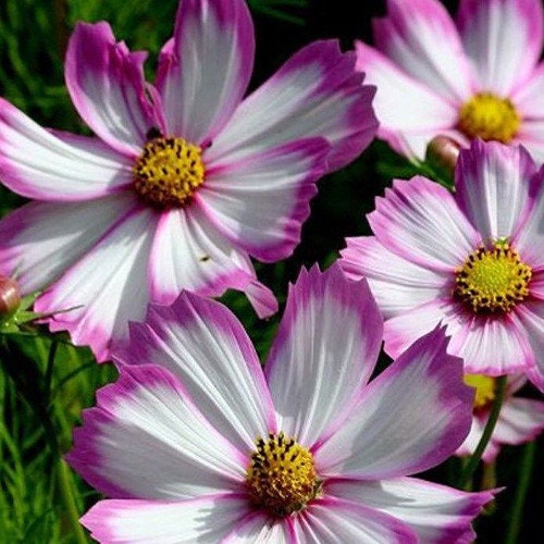 Cosmos Picotee seeds