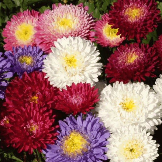 China Aster Powder Puff Mix seeds