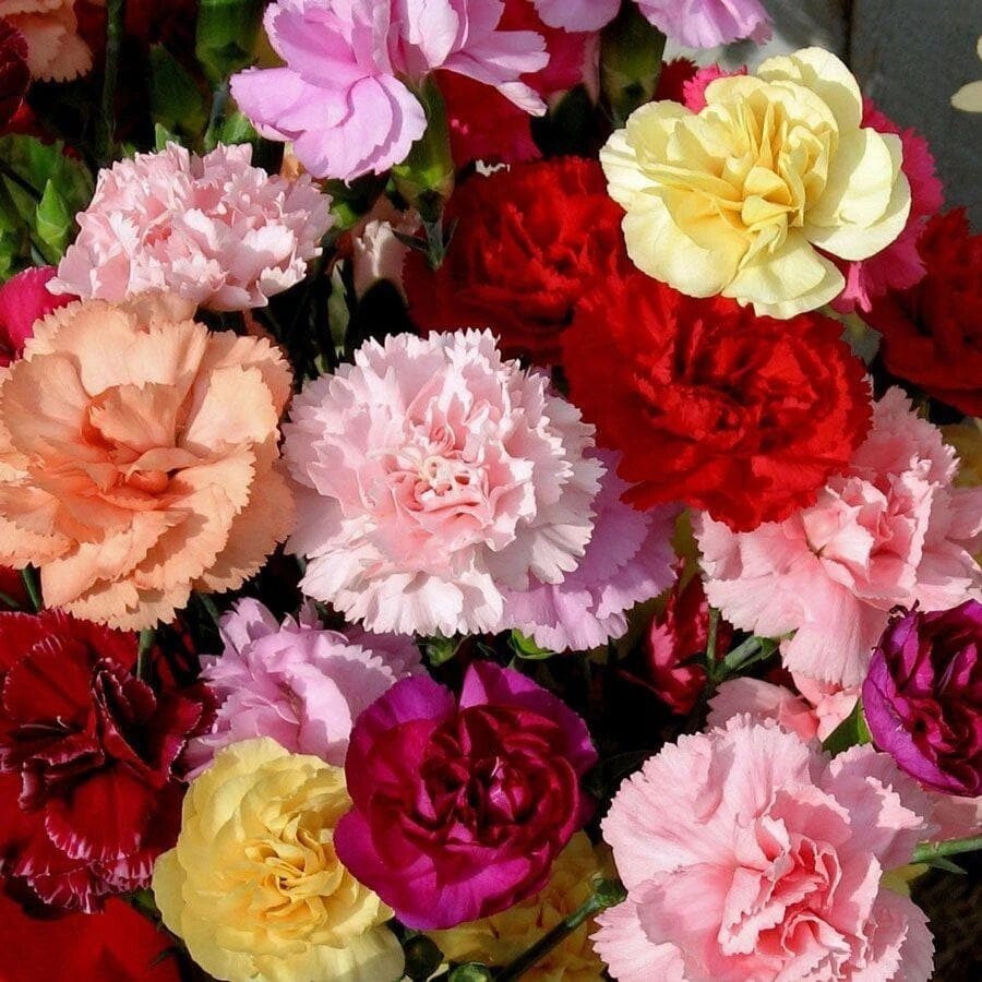 Carnation Chabaud Mix seeds