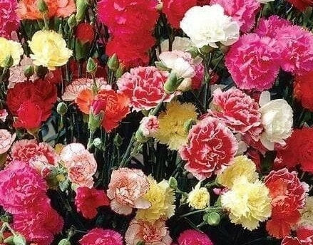 100 Carnation Chabaud Mix seeds