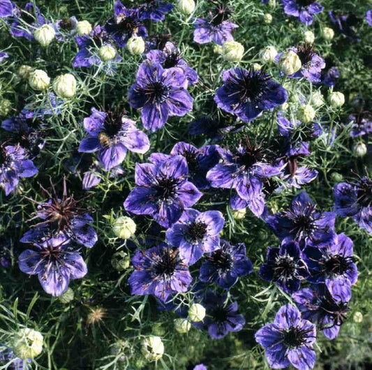 Nigella Midnight Love-in-a-mist seeds