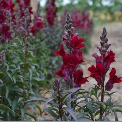 Snapdragon Black Prince seeds