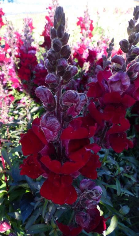 Snapdragon Black Prince seeds