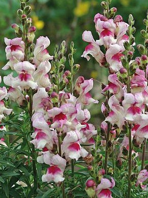 Snapdragon Lucky Lips seeds