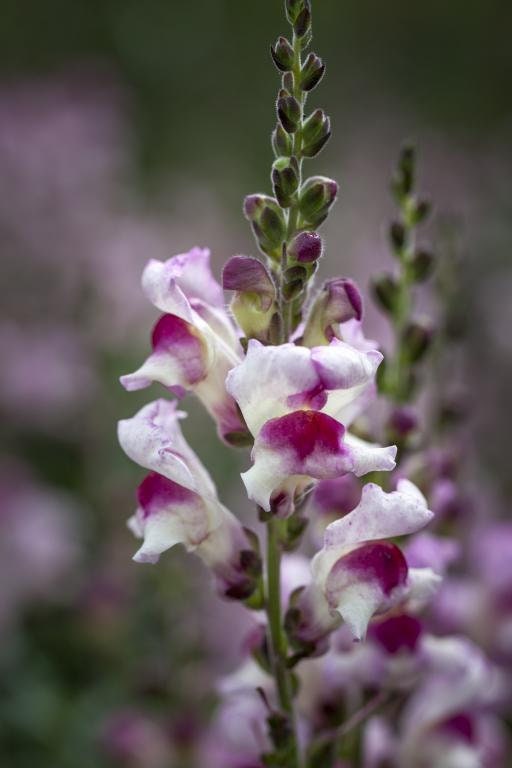 Snapdragon Lucky Lips seeds