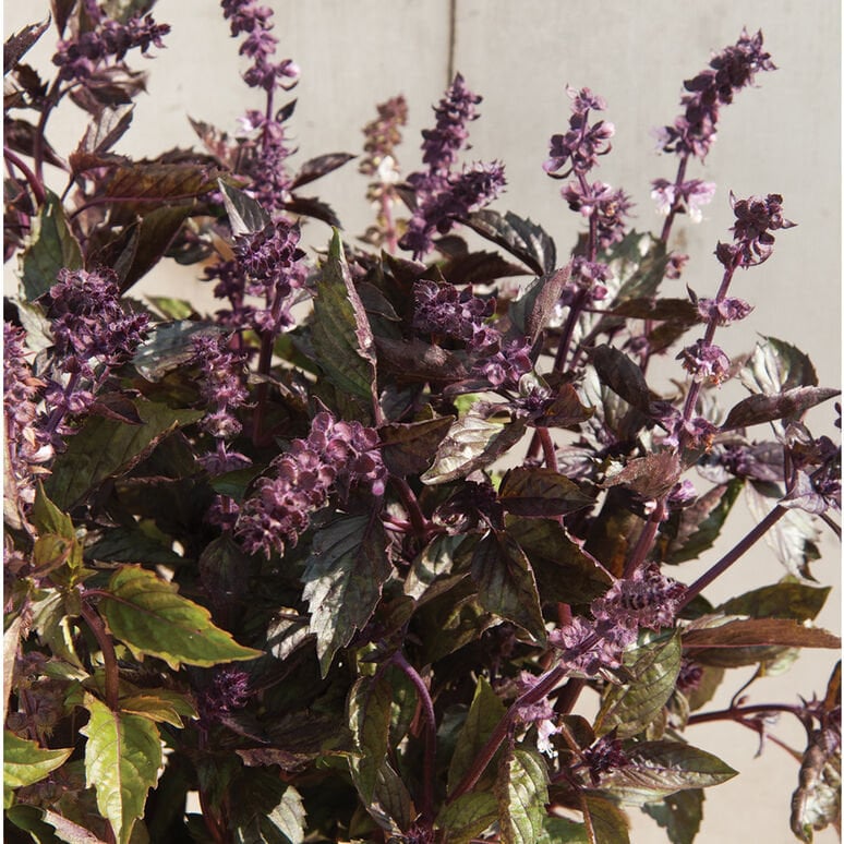 Basil Variety Amethyst Dark Opal Aromatto 50 seeds for each