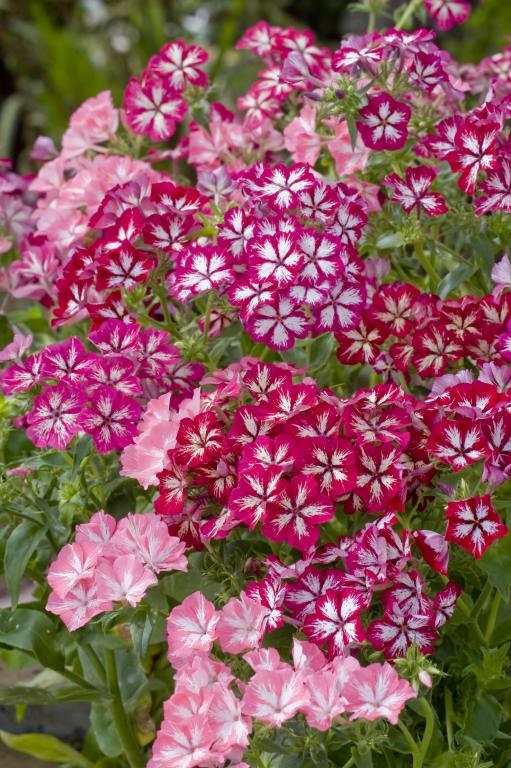 Phlox Variety: Cherry Caramel, Grandiflora mix, Blushing Bride (40 seeds for each variety x3)