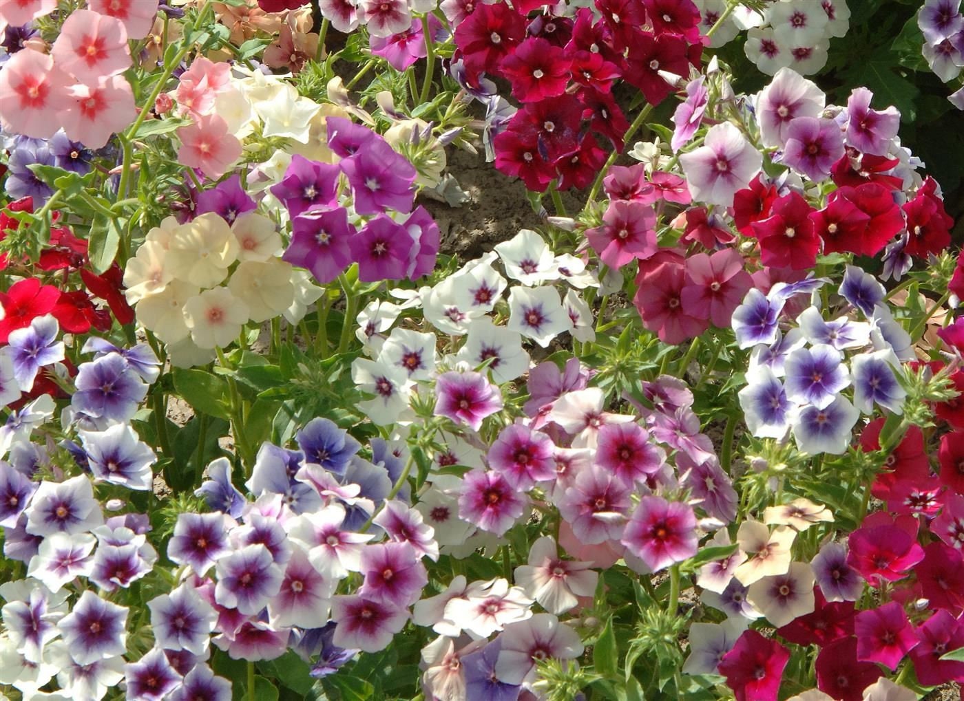 Phlox Variety: Cherry Caramel, Grandiflora mix, Blushing Bride (40 seeds for each variety x3)