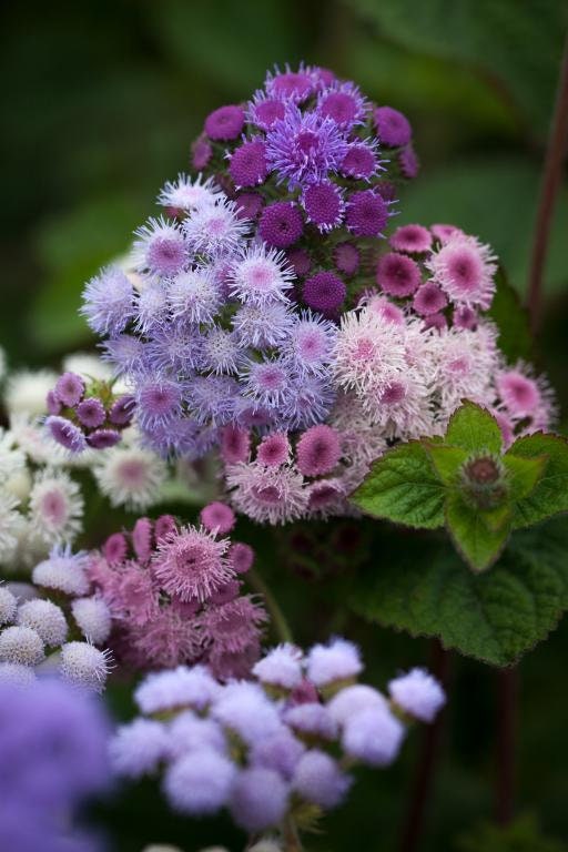 Ageratum Timeless Mix seeds