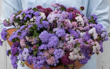 Ageratum Timeless Mix seeds