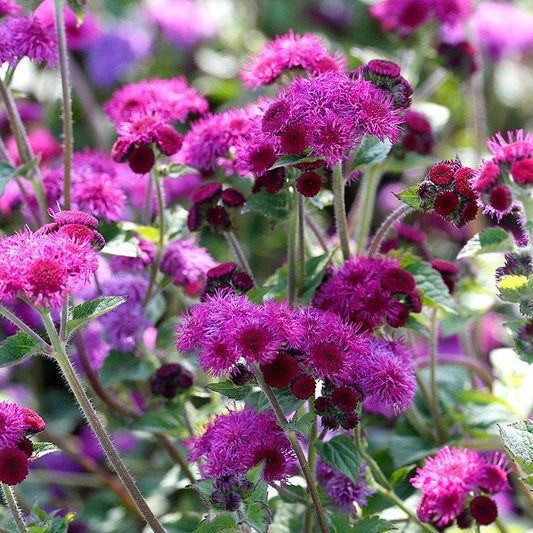 Ageratum Red Flint seeds