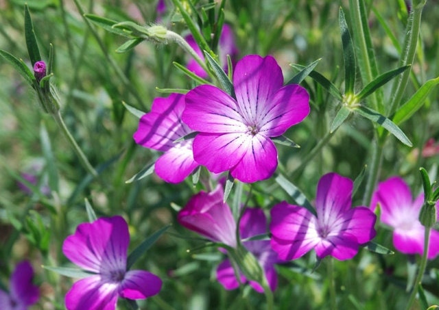 Agrostemma Purple Queen seeds