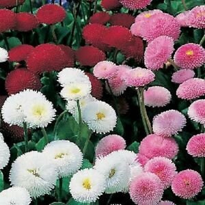 English Daisy Super Enorma Mix seeds