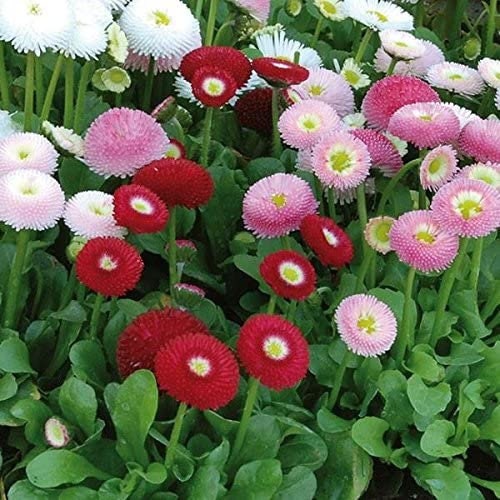 English Daisy Super Enorma Mix seeds