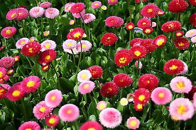 English Daisy Super Enorma Mix seeds