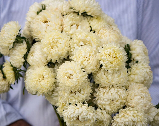 Tower Yellow Aster seeds