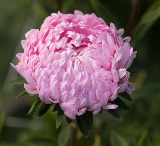 Tower Salmon Aster seeds