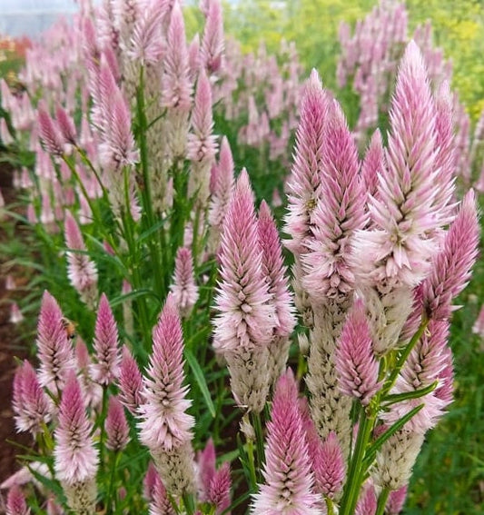 Celosia Flamingo Feather seeds