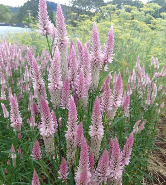 Celosia Flamingo Feather seeds