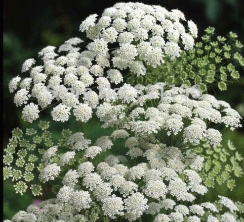 White Queen Anne's Lace seeds