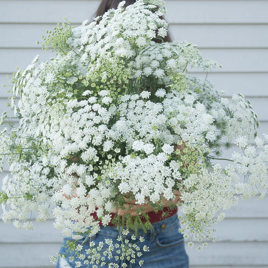 White Queen Anne's Lace seeds