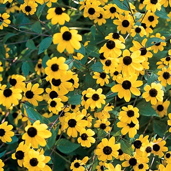 Rudbeckia Triloba seeds