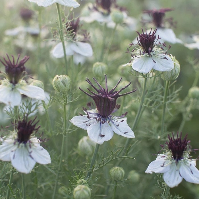 Nigella African Bride seeds