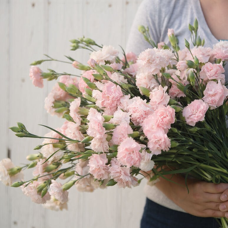 Carnation Chabaud Variety: Orange Sherbet, Marie, La France, Benigna (100 seeds per variety x4)