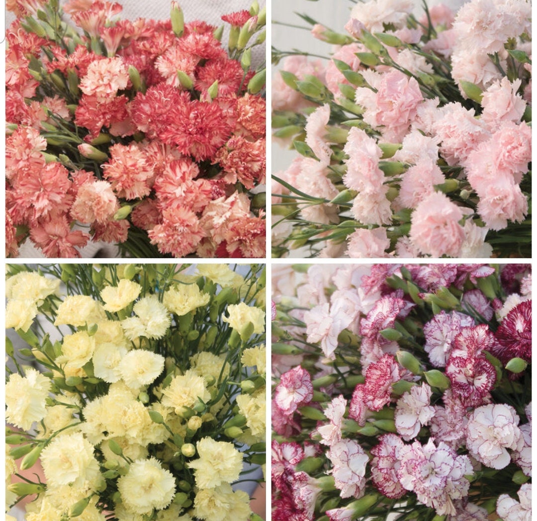 Carnation Chabaud Variety: Orange Sherbet, Marie, La France, Benigna (100 seeds per variety x4)