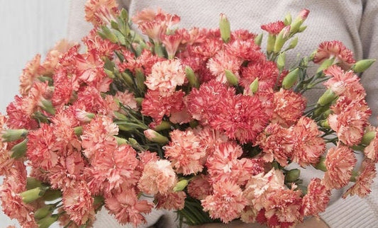 Carnation Chabaud Orange Sherbet seeds