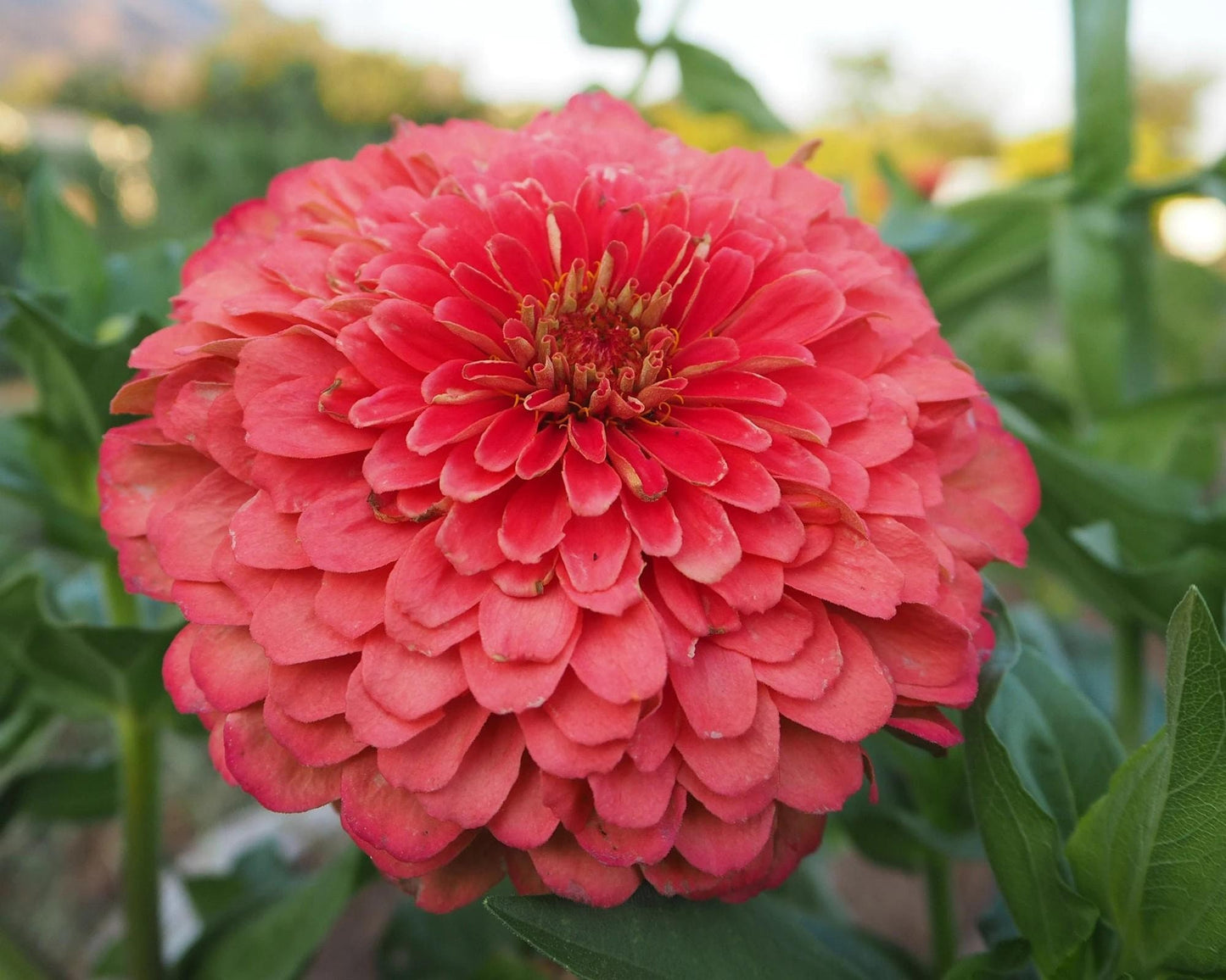 Zinnia Giant Coral seeds