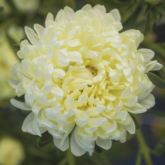 Tower Yellow Aster seeds