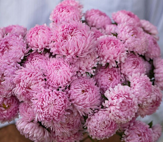 Tower Salmon Aster seeds