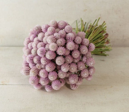 Gomphrena Frosty Pink seeds