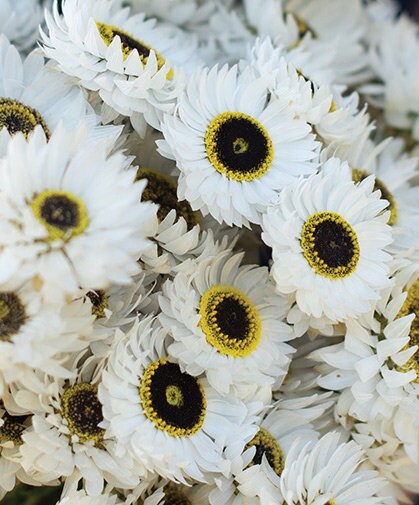 Helipterum Pierrot White Paper Daisy seeds