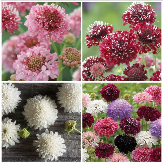 Scabiosa Variety: Salmon Rose, Fire King, Snow Maiden, Pincushion Formula QIS Mix (30 seeds of each variety x4)