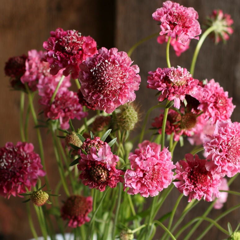 Scabiosa Variety: Salmon Rose, Fire King, Snow Maiden, Pincushion Formula QIS Mix (30 seeds of each variety x4)