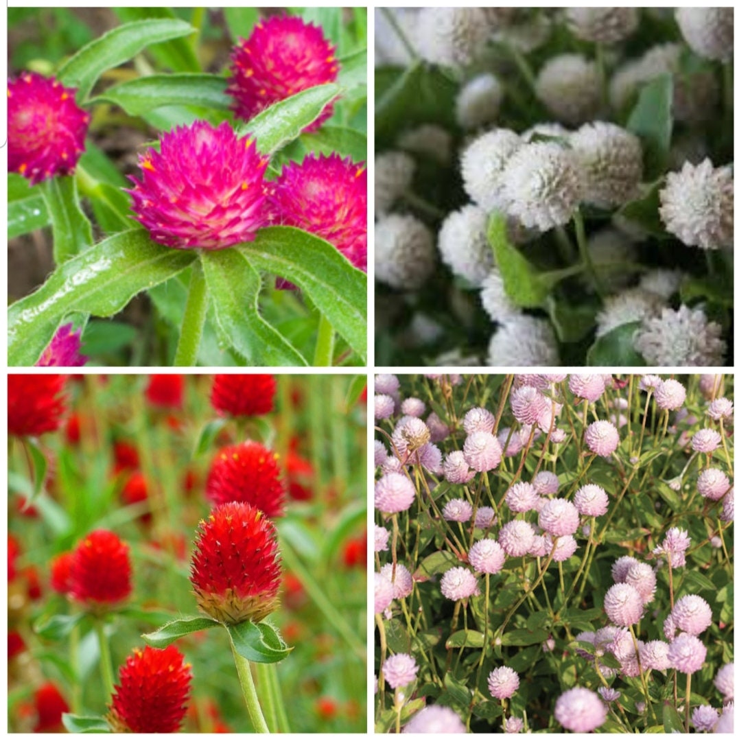 Gomphrena Variety: Carmine, Audray white, Strawberry fields, Frosty pink (40 seeds for each variety ×4)