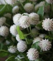 Gomphrena Variety: Carmine, Audray white, Strawberry fields, Frosty pink (40 seeds for each variety ×4)