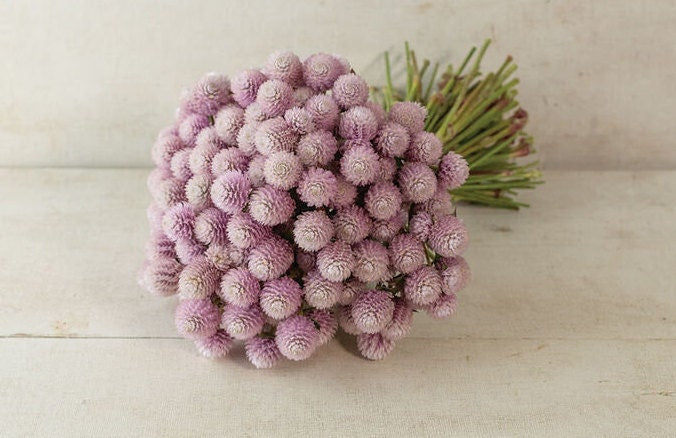 Gomphrena Variety: Carmine, Audray white, Strawberry fields, Frosty pink (40 seeds for each variety ×4)