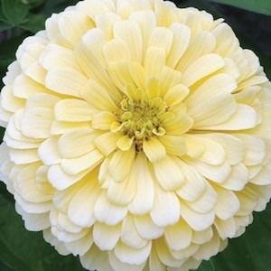 Zinnia Variety: Giant Coral, Giant Buttercream, Green Envy, Jazzy Mix (40 seeds for each variety x4)