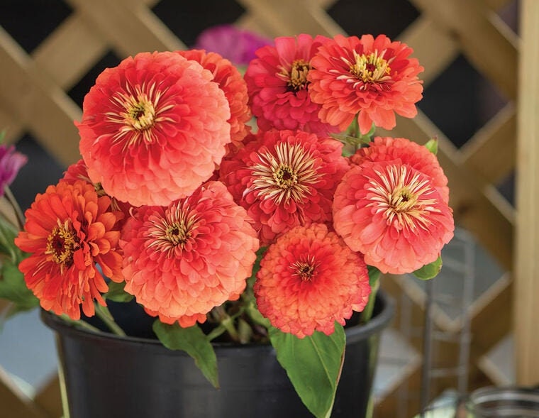 Zinnia Variety: Giant Coral, Giant Buttercream, Green Envy, Jazzy Mix (40 seeds for each variety x4)