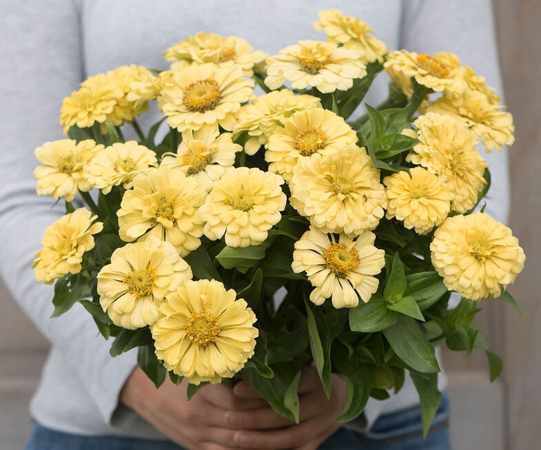 Zinnia Variety: Giant Coral, Giant Buttercream, Green Envy, Jazzy Mix (40 seeds for each variety x4)