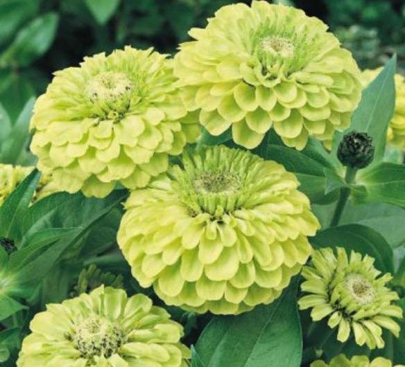 Zinnia Variety: Giant Coral, Giant Buttercream, Green Envy, Jazzy Mix (40 seeds for each variety x4)