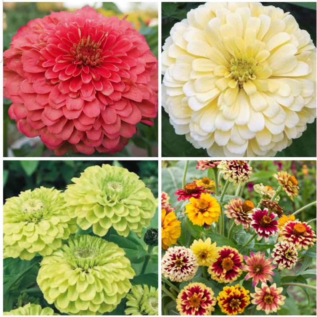 Zinnia Variety: Giant Coral, Giant Buttercream, Green Envy, Jazzy Mix (40 seeds for each variety x4)