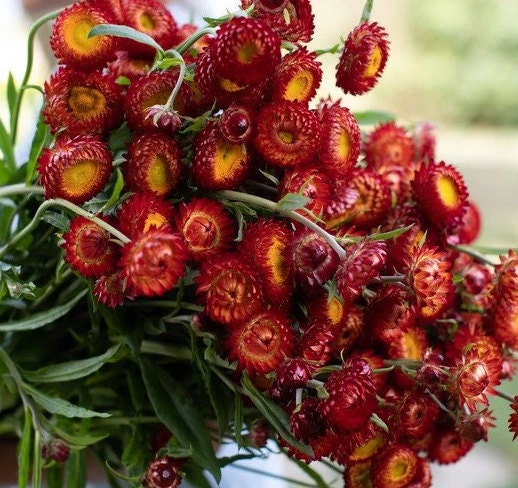 Strawflower Copper Red seeds