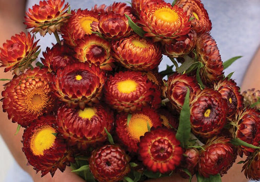 Strawflower Copper Red seeds